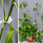 Load image into Gallery viewer, Plant Climbing Wall Clip
