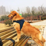 Load image into Gallery viewer, No-Pull Dog Harness, Adjustable Harness for Dogs
