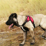 Load image into Gallery viewer, No-Pull dog harness, adjustable harness for medium and large dogs
