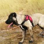Load image into Gallery viewer, No-Pull Dog Harness, Adjustable Harness for Dogs
