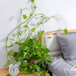 Load image into Gallery viewer, Plant Climbing Wall Clip

